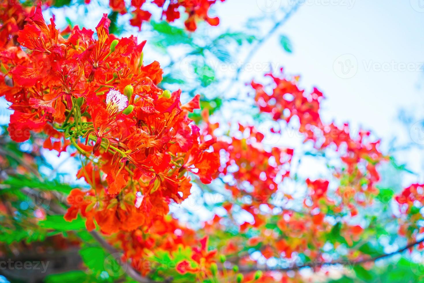 Summer Poinciana phoenix is a flowering plant species live in the tropics or subtropics. Red Flame Tree Flower, Royal Poinciana photo