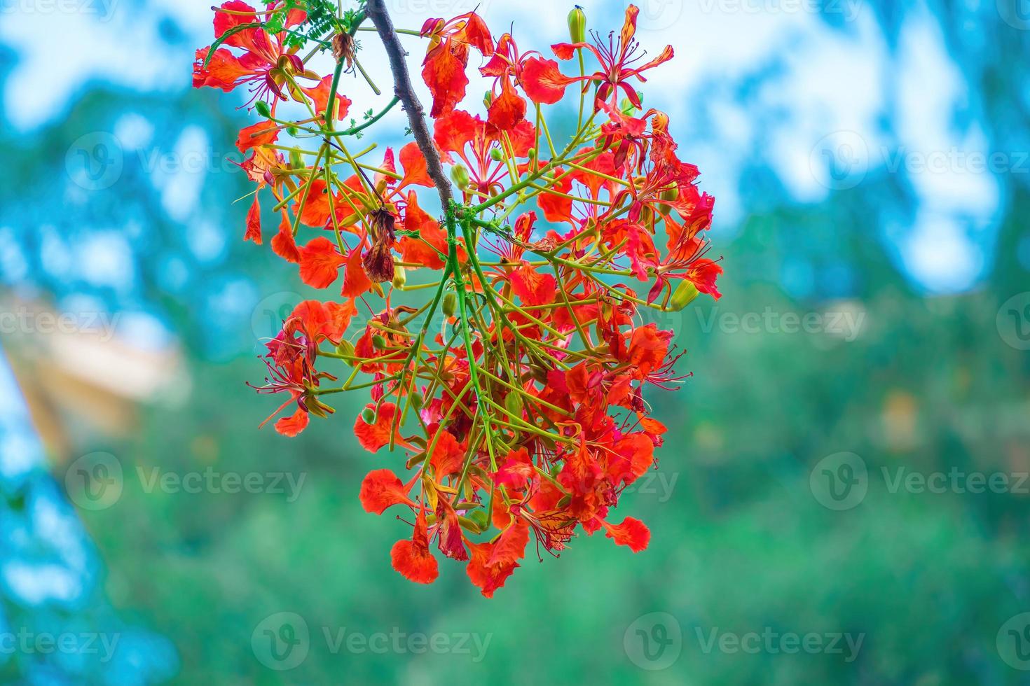 Summer Poinciana phoenix is a flowering plant species live in the tropics or subtropics. Red Flame Tree Flower, Royal Poinciana photo