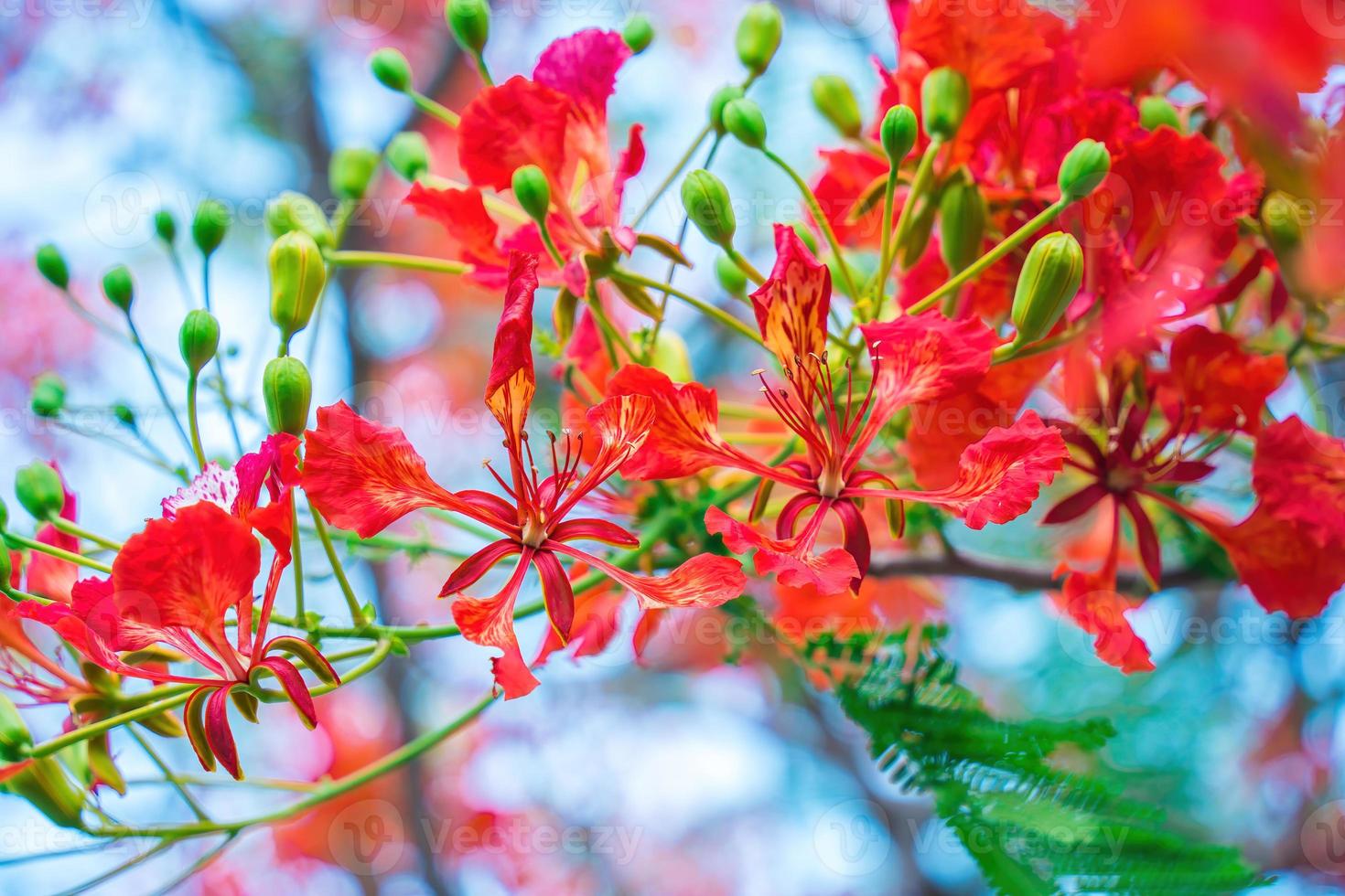 Summer Poinciana phoenix is a flowering plant species live in the tropics or subtropics. Red Flame Tree Flower, Royal Poinciana photo