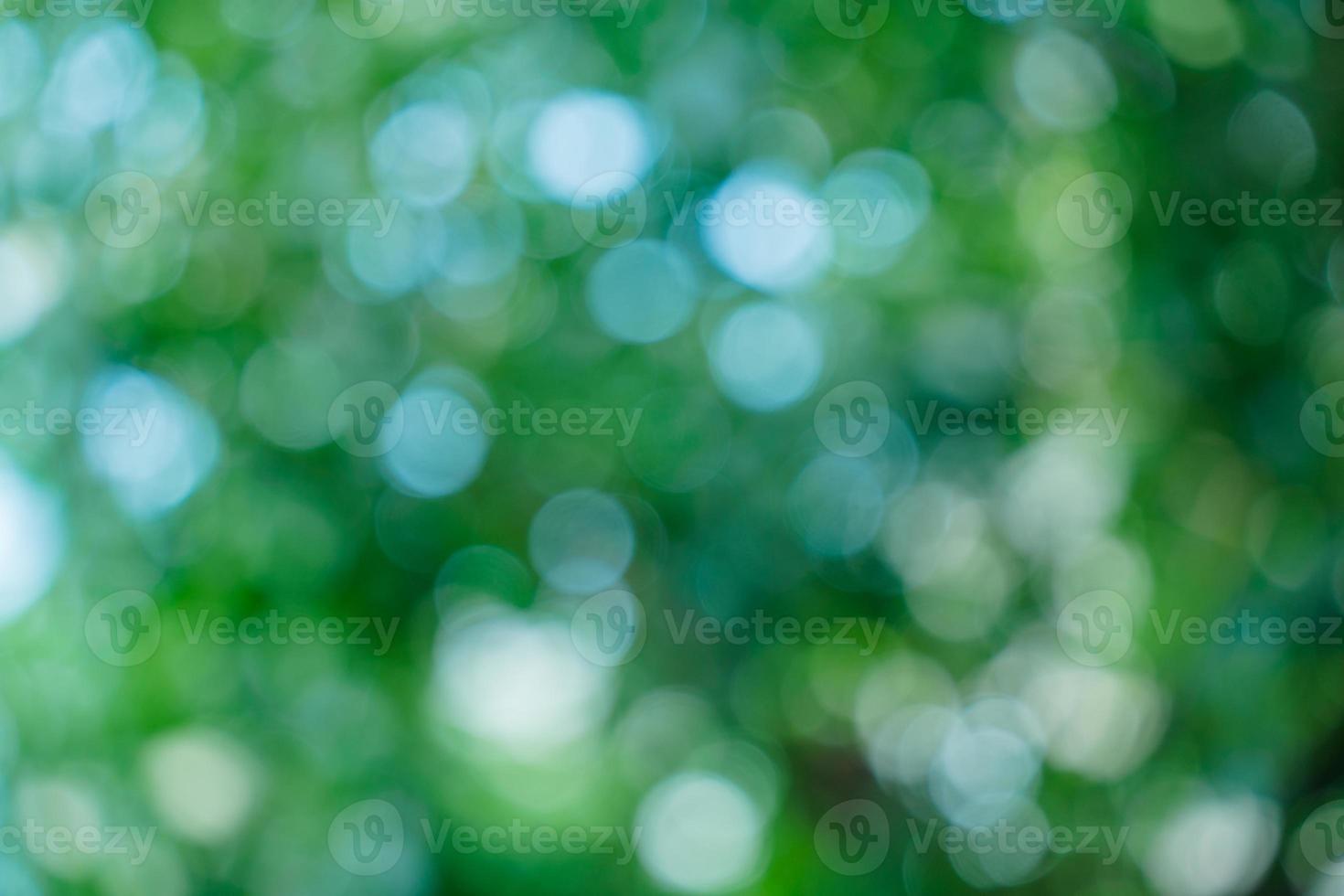 Sunny abstract green nature background. Abstract blur green color for background. Blur natural green leaves bokeh background photo