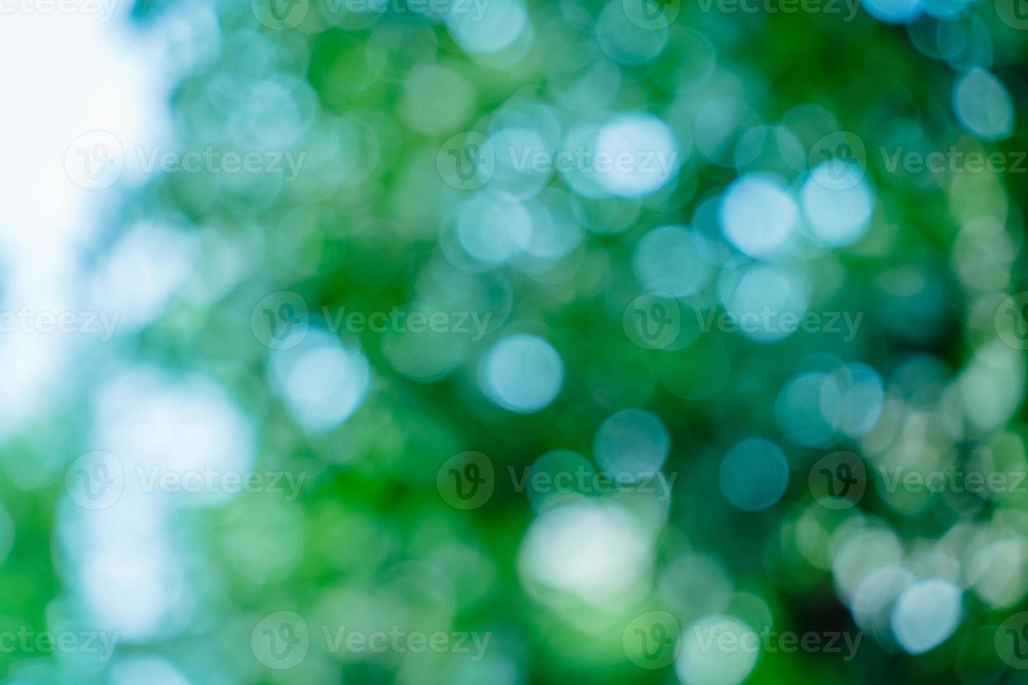 Sunny abstract green nature background. Abstract blur green color for background. Blur natural green leaves bokeh background photo