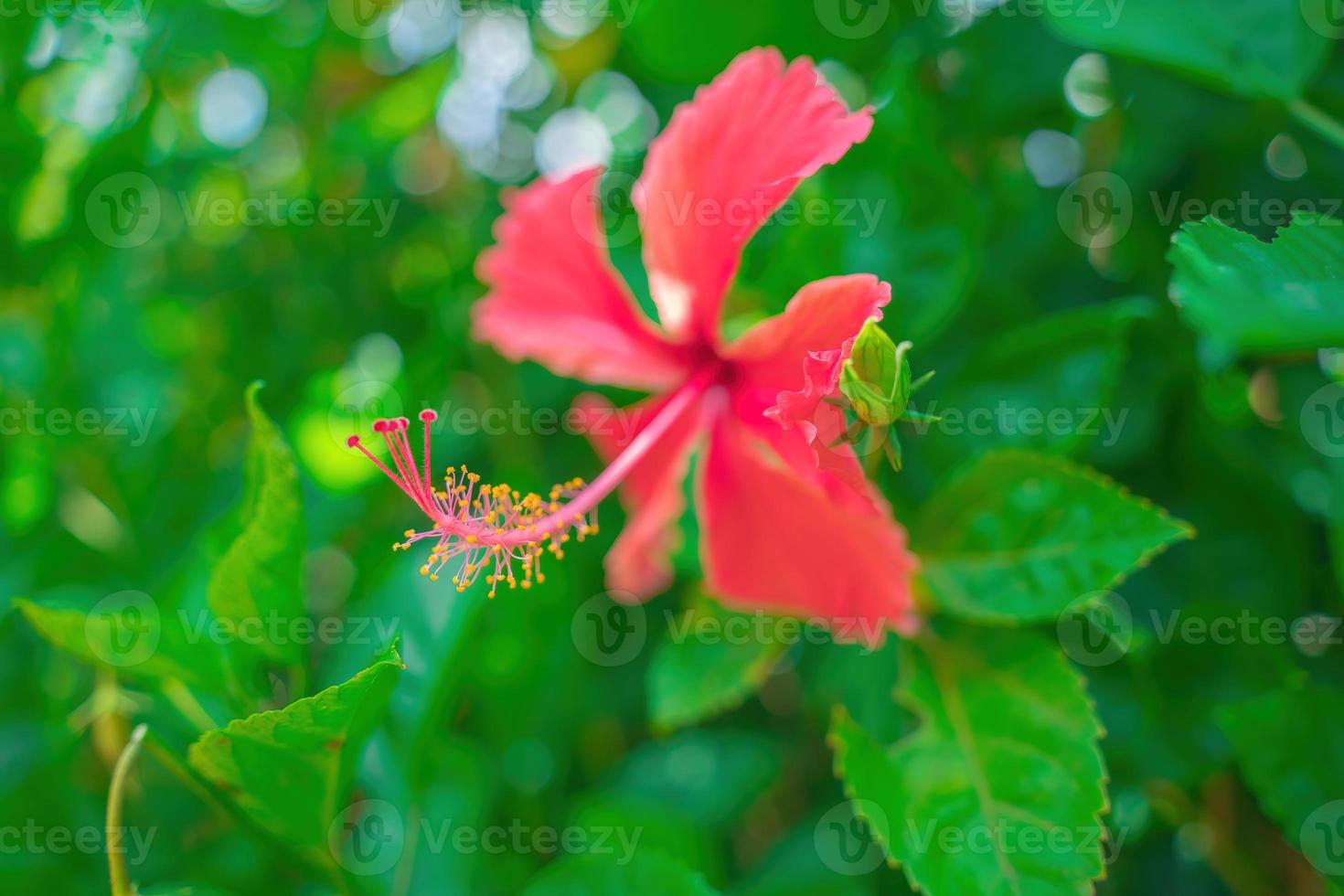 Close up of Hibiscus rosa-sinensis, known colloquially as Chinese hibiscus is widely grown as an ornamental plant. Hibiscus rosa-sinensis in close-up detail photo