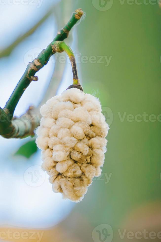 White silk cotton tree Ceiba pentandra, Kapuk Randu Javanese, the perennial fruit can be used to make mattresses and pillows. photo