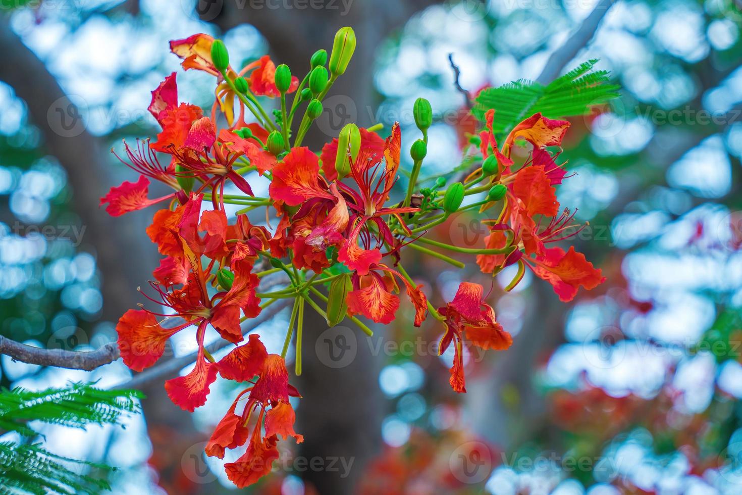 Summer Poinciana phoenix is a flowering plant species live in the tropics or subtropics. Red Flame Tree Flower, Royal Poinciana photo