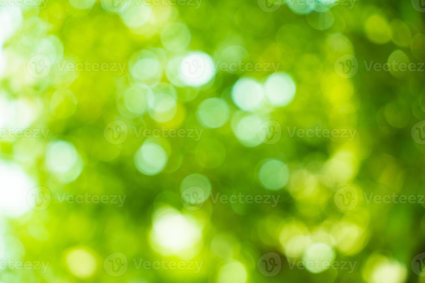 Sunny abstract green nature background. Abstract blur green color for background. Blur natural green leaves bokeh background photo