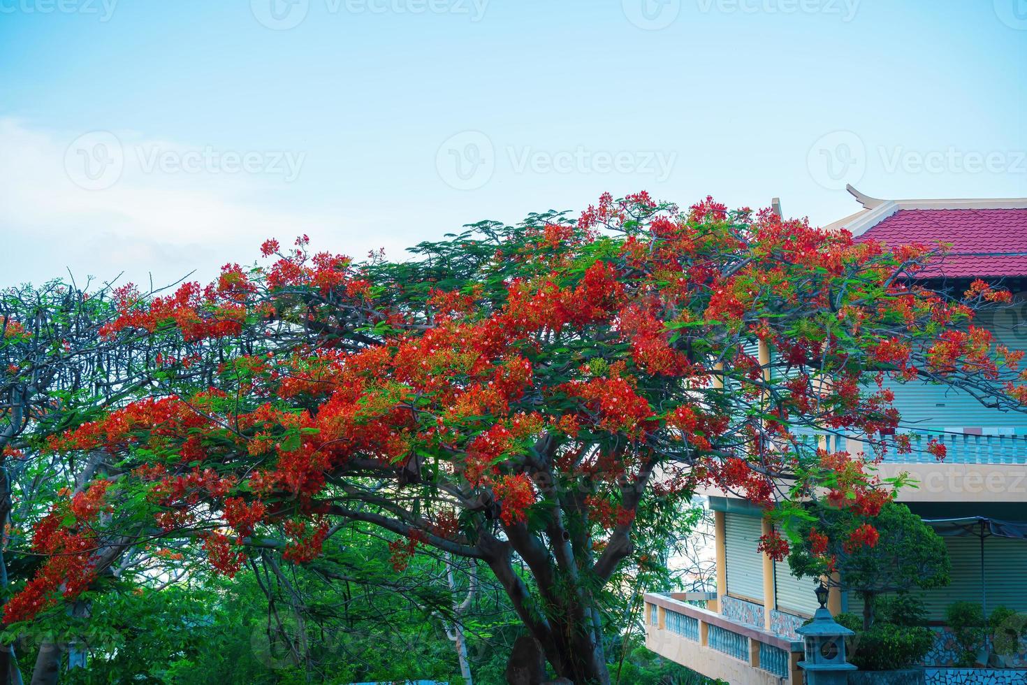 Summer poinciana phoenix es una especie de planta con flores que vive en los trópicos o subtrópicos. flor de árbol de llama roja, poinciana real foto