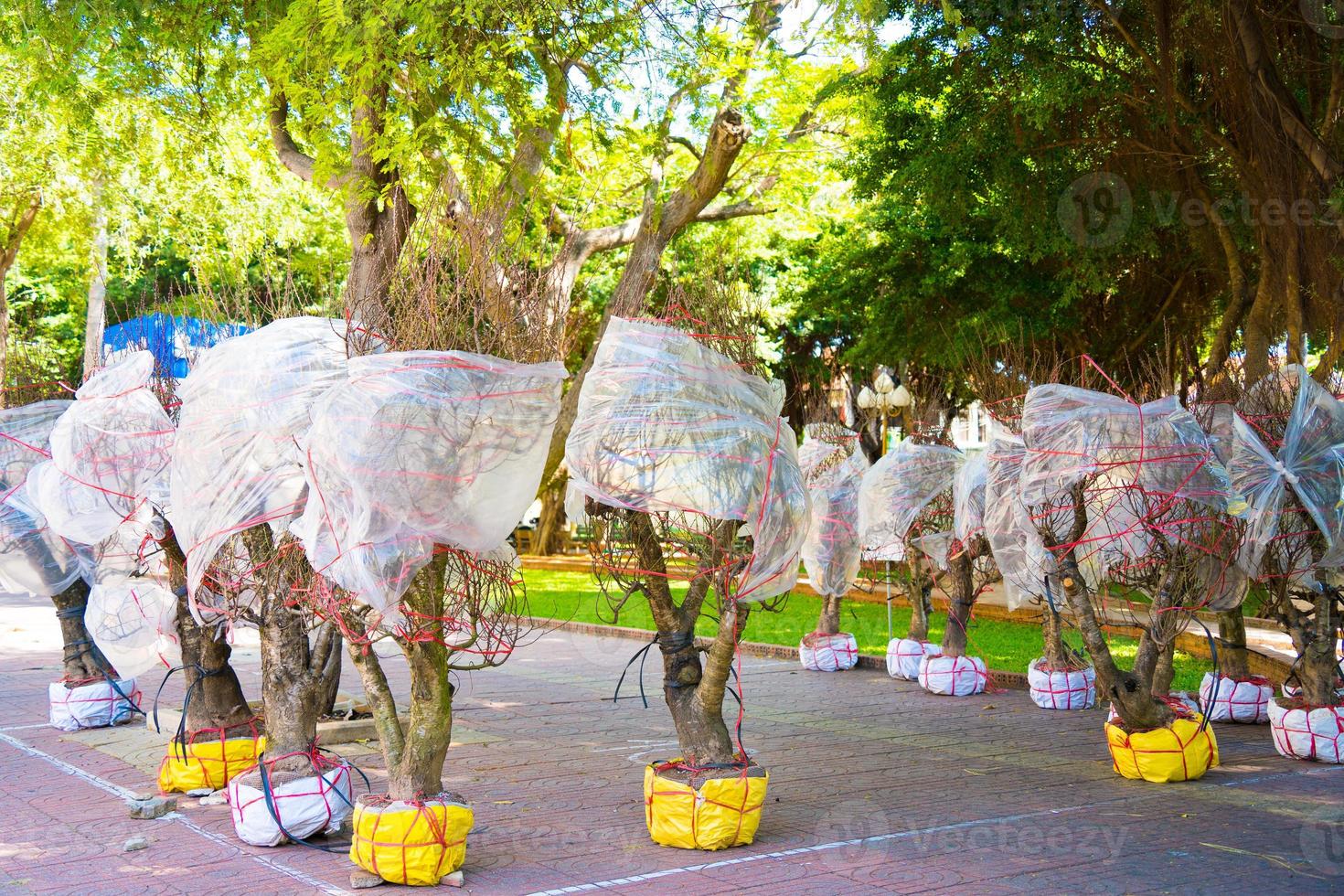 Bunch Peach flowers tree in street waiting to sell. Peach flower, the symbol of Vietnamese lunar new year photo