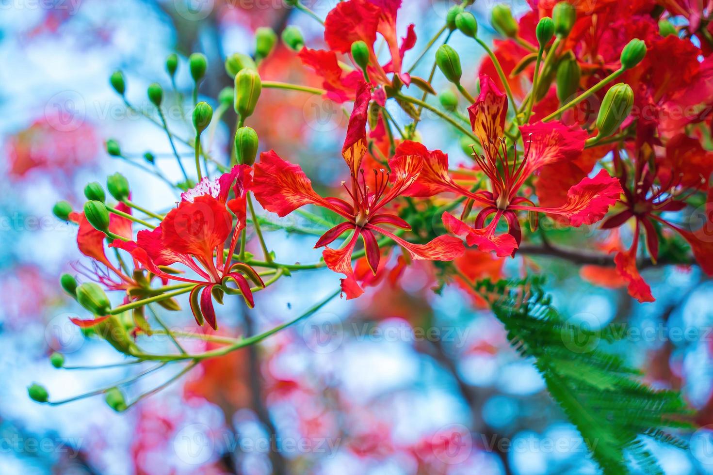 Summer Poinciana phoenix is a flowering plant species live in the tropics or subtropics. Red Flame Tree Flower, Royal Poinciana photo