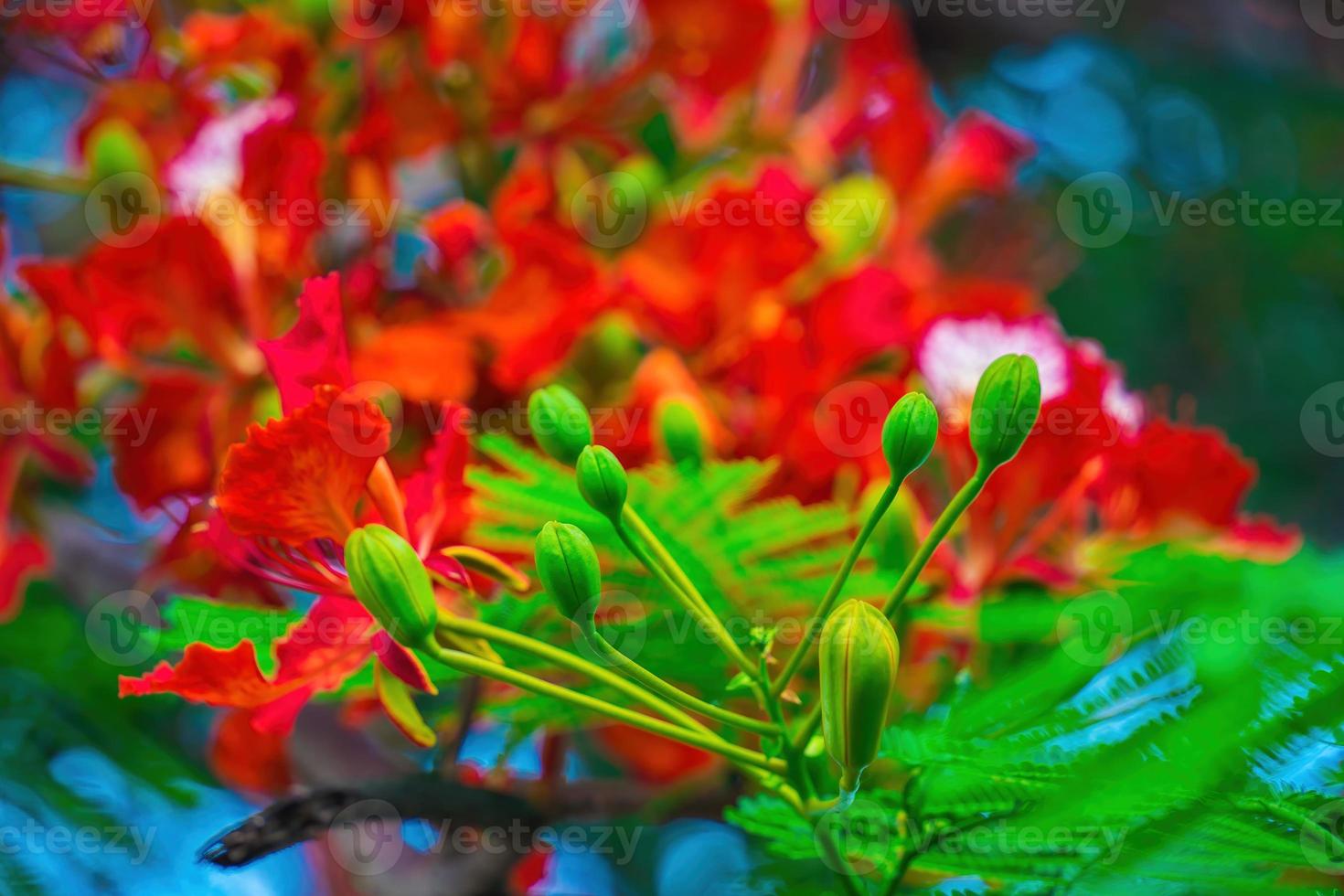 Summer Poinciana phoenix is a flowering plant species live in the tropics or subtropics. Red Flame Tree Flower, Royal Poinciana photo