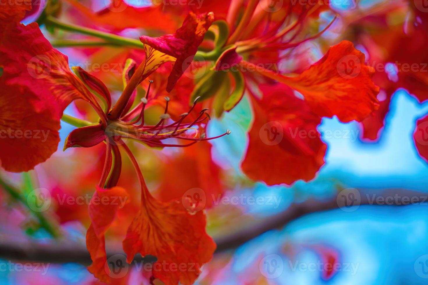 Summer Poinciana phoenix is a flowering plant species live in the tropics or subtropics. Red Flame Tree Flower, Royal Poinciana photo