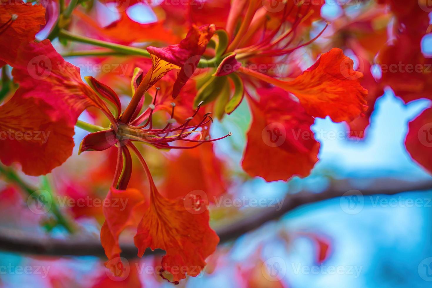 Summer poinciana phoenix es una especie de planta con flores que vive en los trópicos o subtrópicos. flor de árbol de llama roja, poinciana real foto