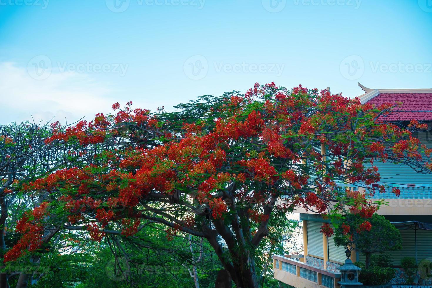 Summer poinciana phoenix es una especie de planta con flores que vive en los trópicos o subtrópicos. flor de árbol de llama roja, poinciana real foto