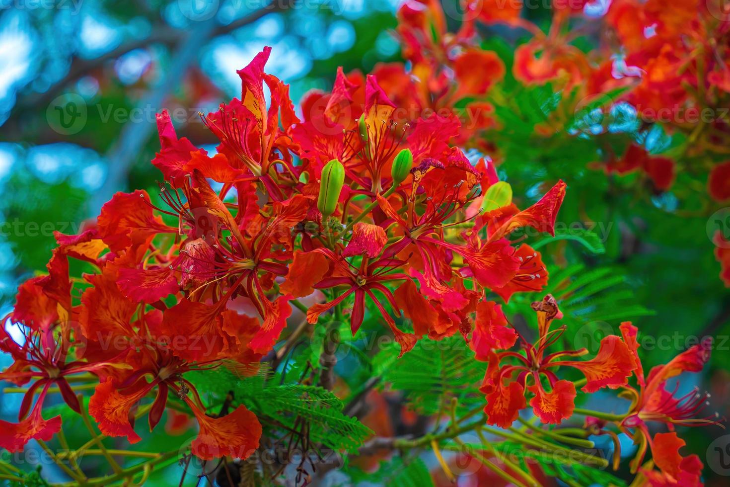 Summer Poinciana phoenix is a flowering plant species live in the tropics or subtropics. Red Flame Tree Flower, Royal Poinciana photo