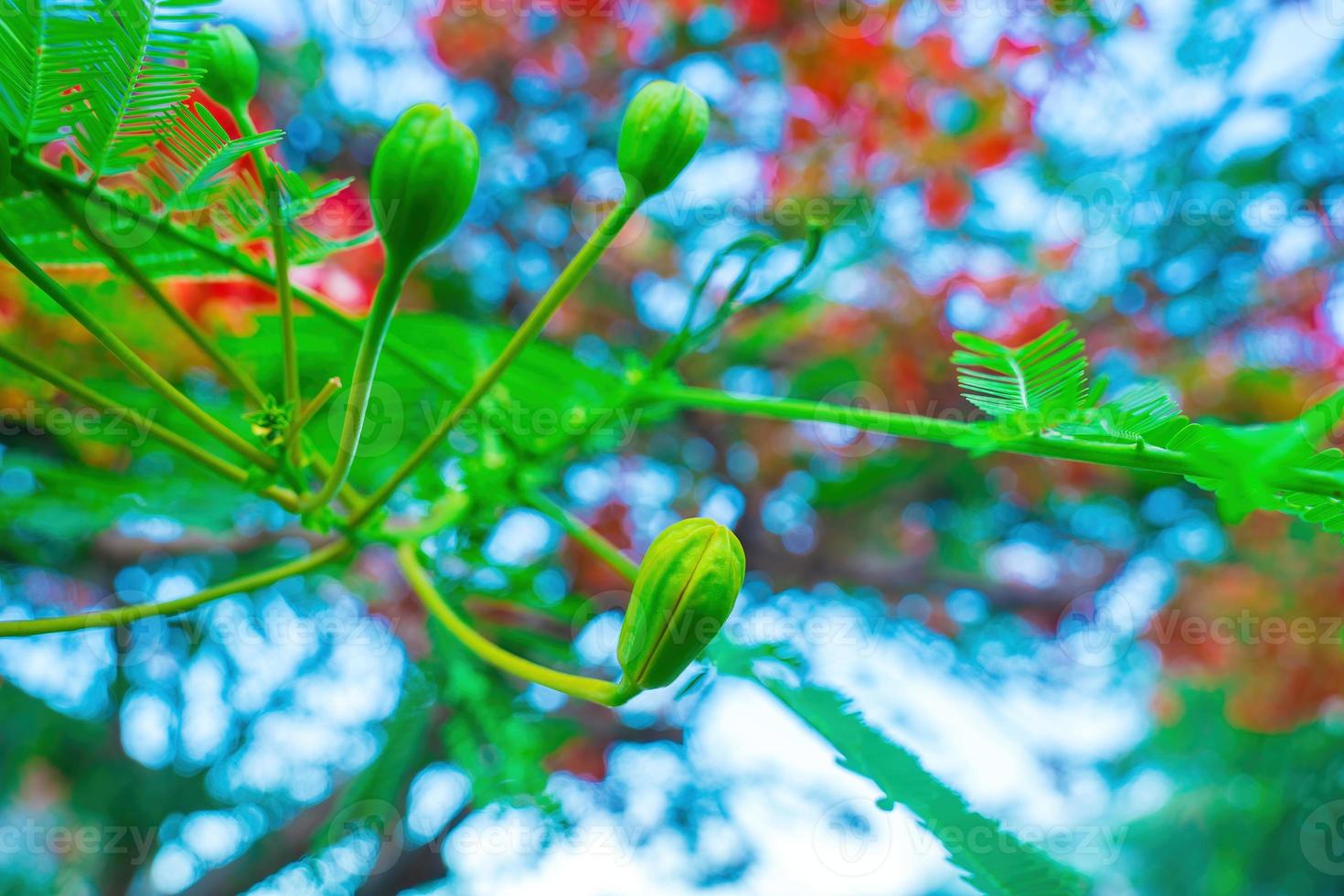 Summer Poinciana phoenix is a flowering plant species live in the tropics or subtropics. Red Flame Tree Flower, Royal Poinciana photo