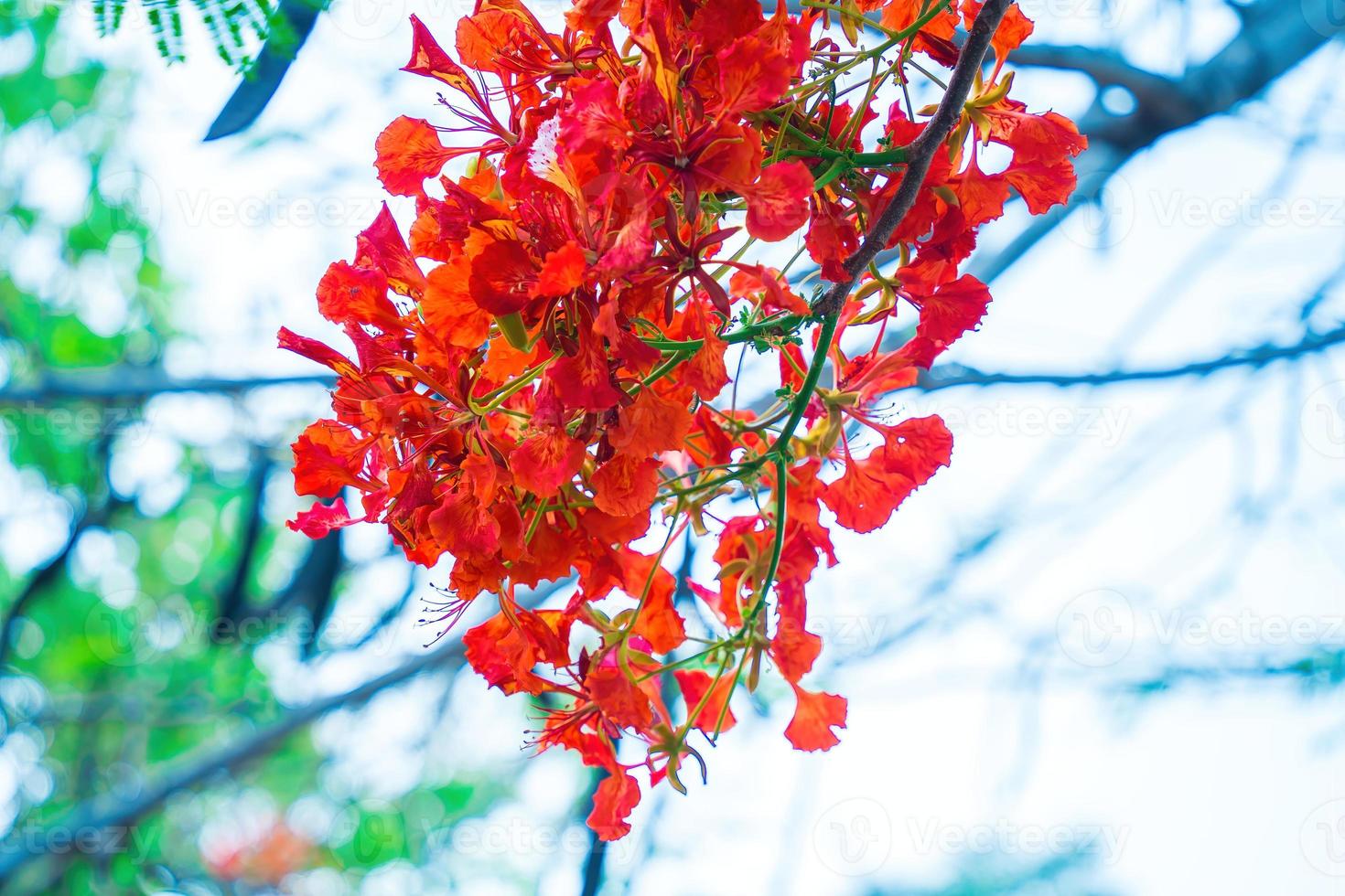 Summer Poinciana phoenix is a flowering plant species live in the tropics or subtropics. Red Flame Tree Flower, Royal Poinciana photo