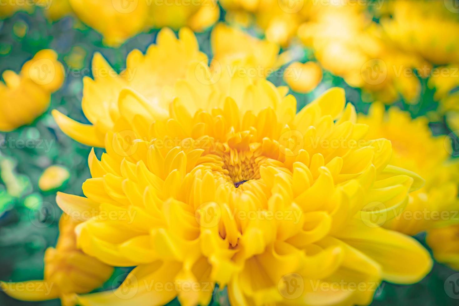 Colorful yellow and orange chrysanthemum flower bloom in the farm. Close up of yellow colored chrysanthemum flower. Natural patterns of flower petals. Used selective focus. photo