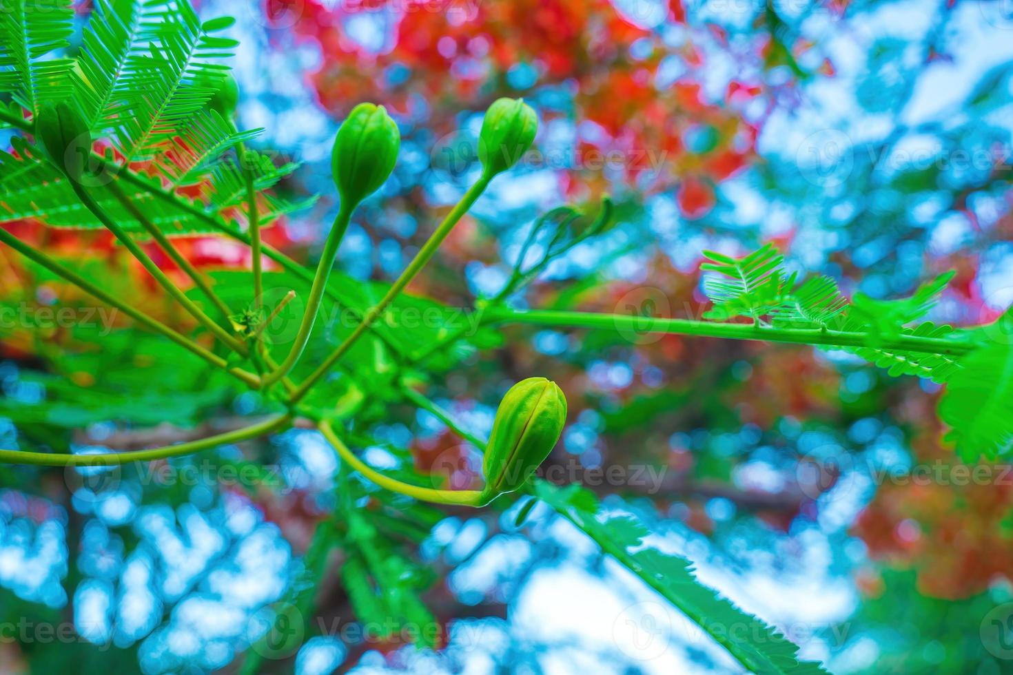 Summer Poinciana phoenix is a flowering plant species live in the tropics or subtropics. Red Flame Tree Flower, Royal Poinciana photo