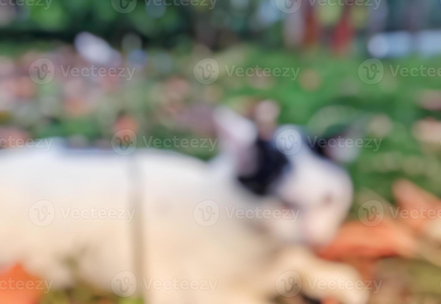 defocused abstract background of cat. photo