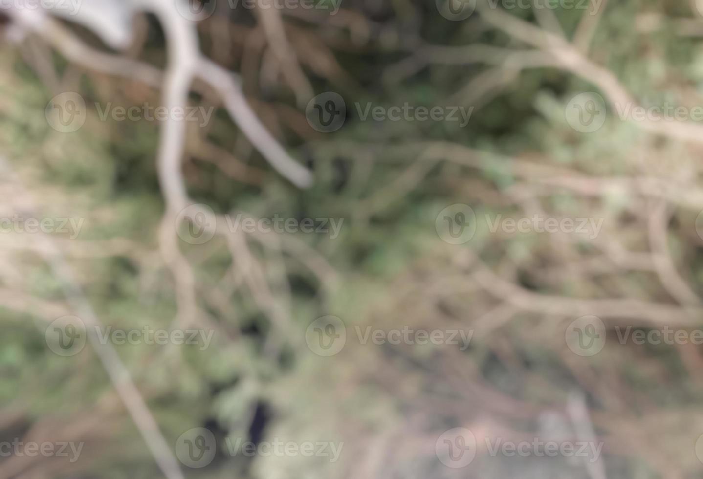 defocused abstract background of night tree. photo