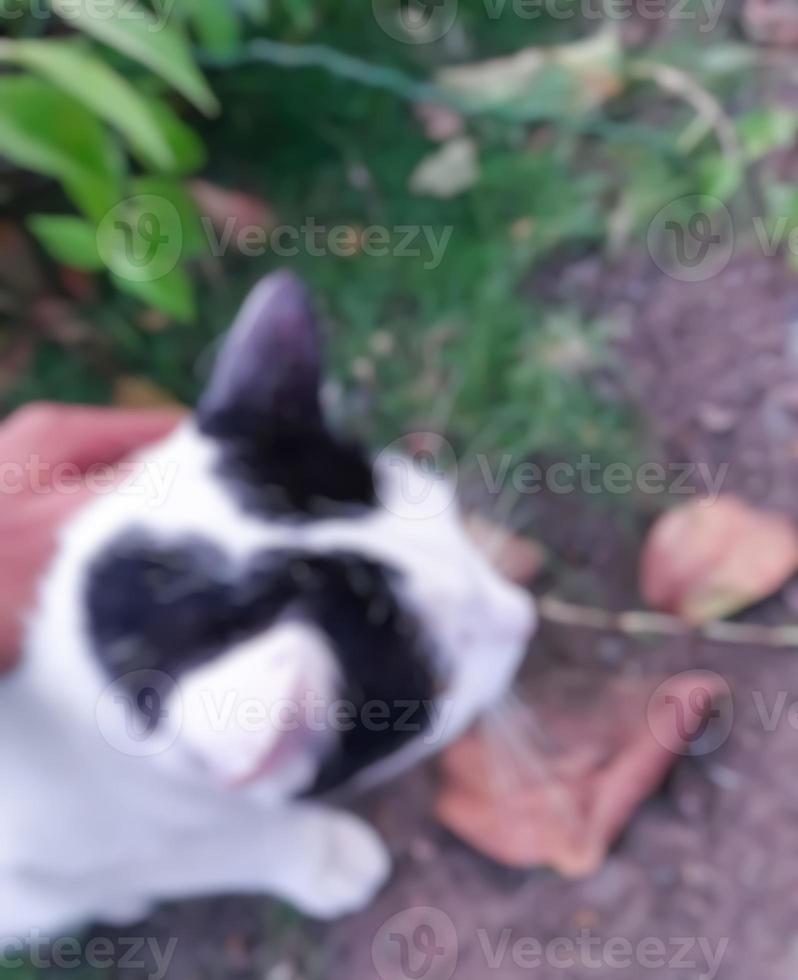Defocussed, abstract and background for cute cat blur photo. photo