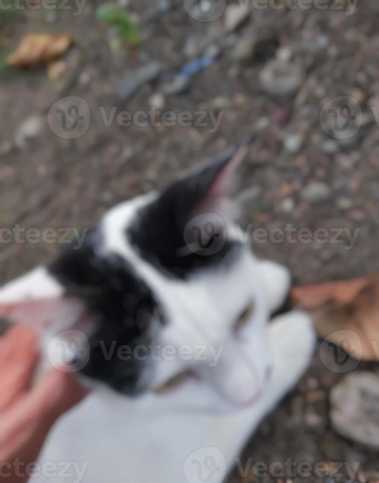 Defocussed, abstract and background for cute cat blur photo. photo