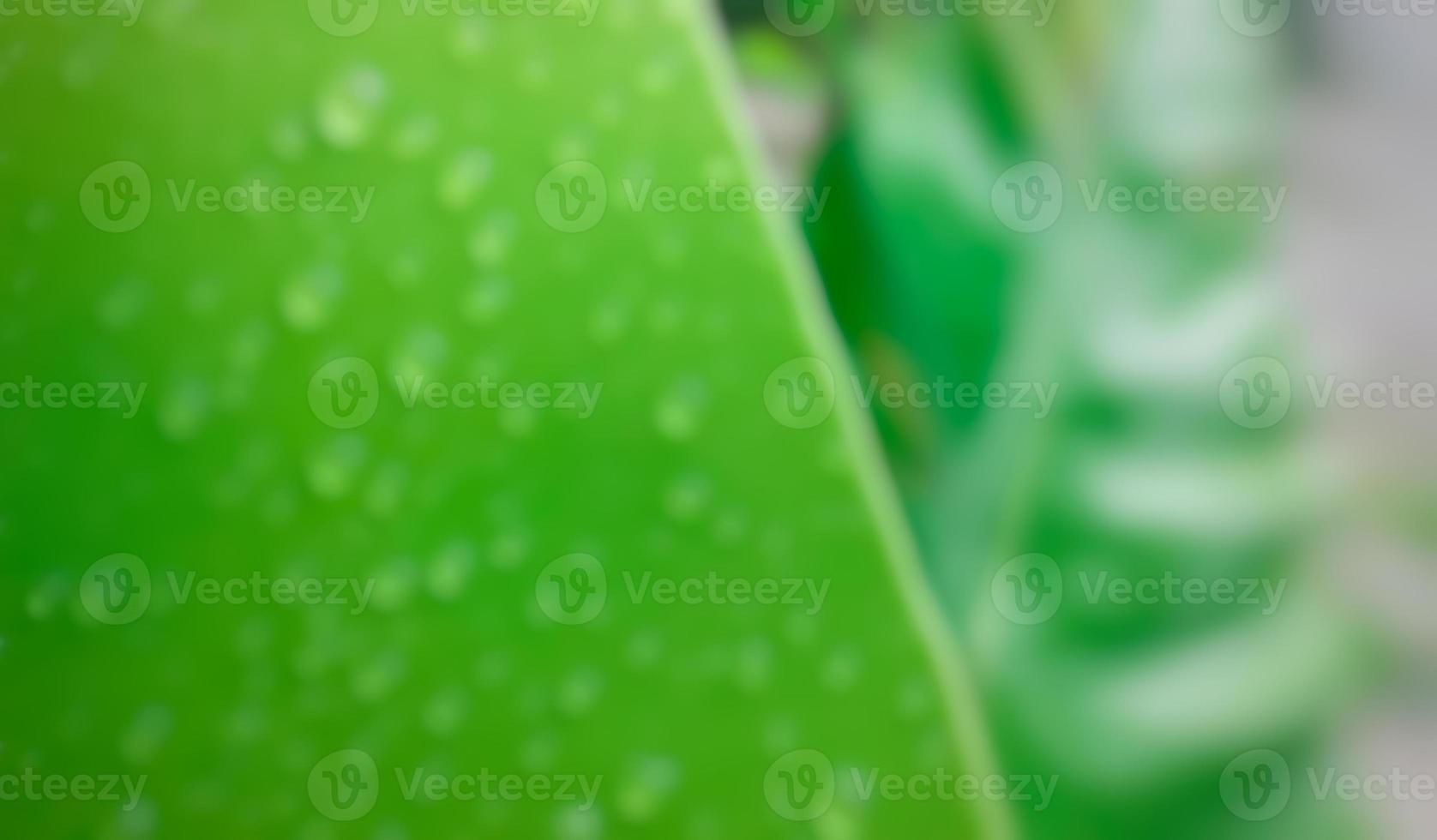 defocused abstract background of leaf flower photo