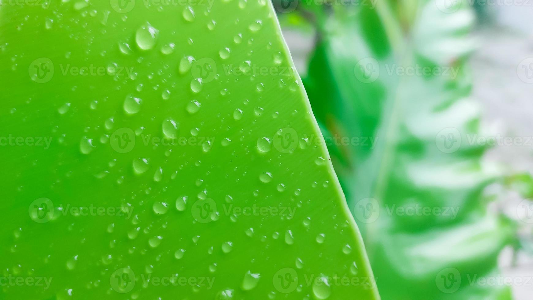 wet green leaves isolated on white background, top view photo