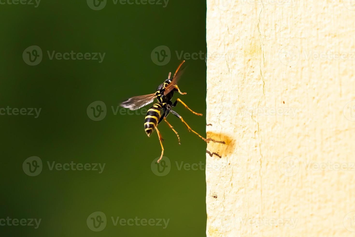 Close up of a wasp and hornet on a sunny bright day. Insect nature photography. photo