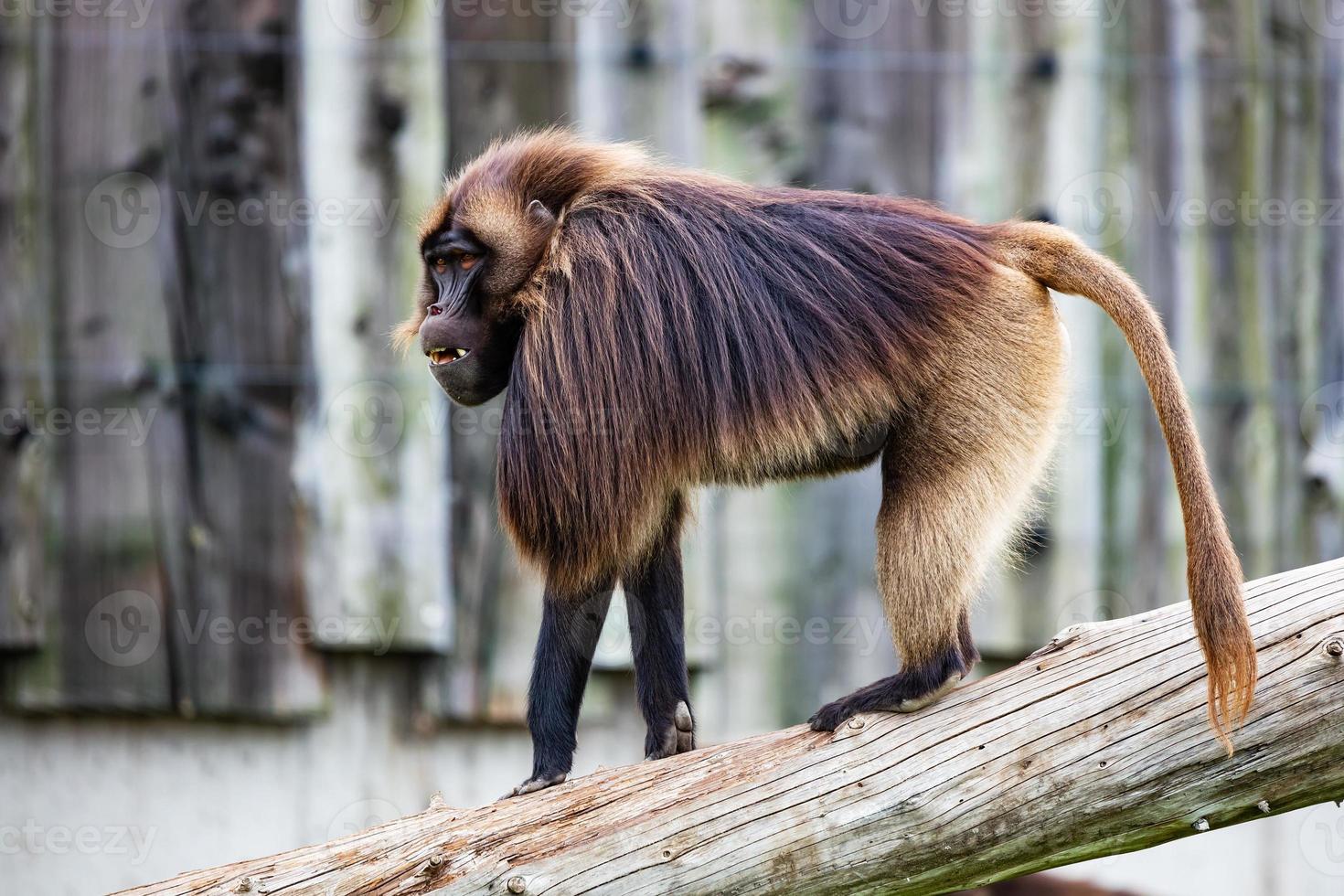 Gelada Baboon monkey. Mammal and mammals. Land world and fauna. photo