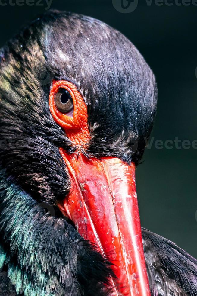 Black stork. Bird and birds. Birdwatching and photo. Wildlife and zoology. photo