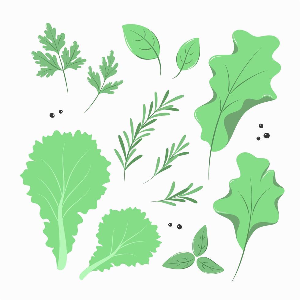 Seasonings, kitchen herbs and spices set. Vector illustration on white background