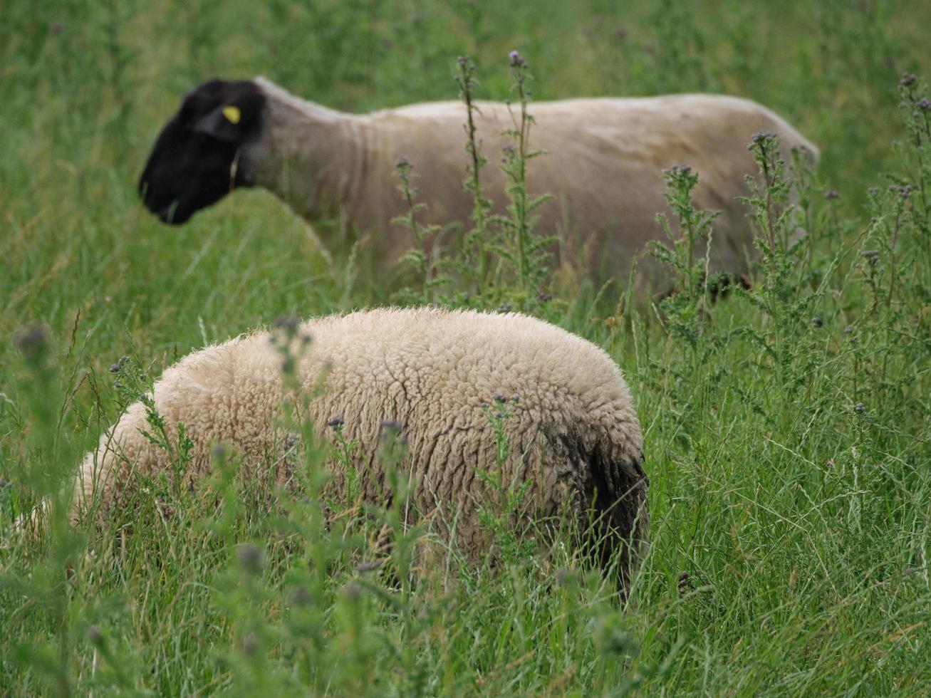 ovejas en un campo en alemania foto