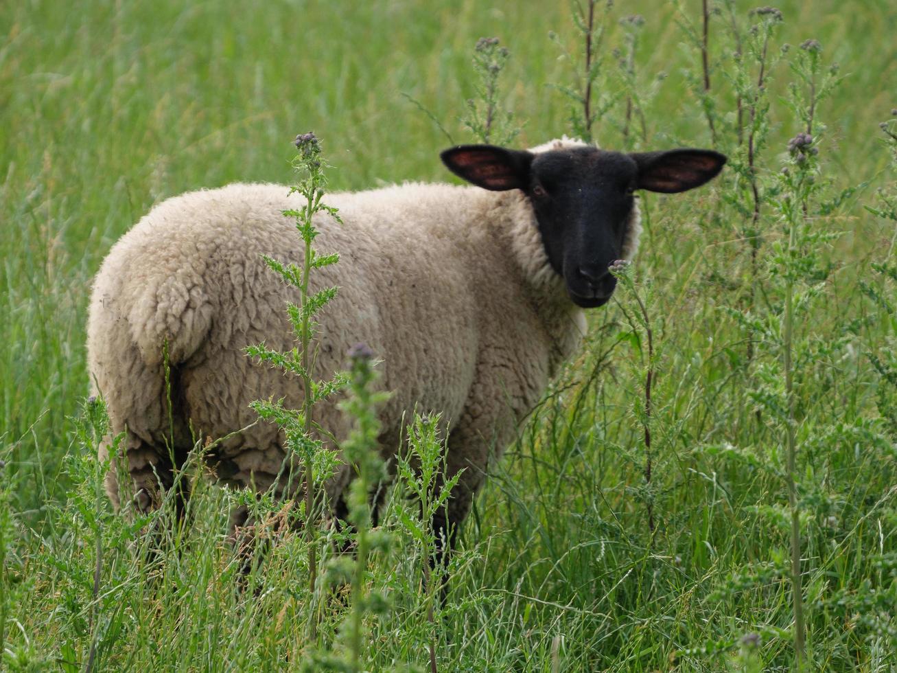 sheeps on a field in germany photo