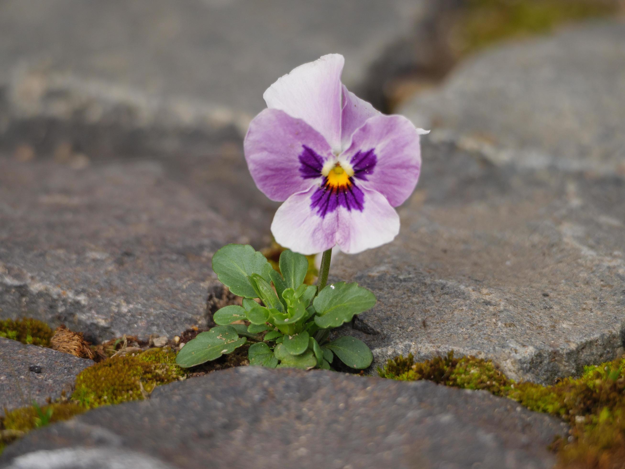 Spring flowers in germany 10049557 Stock Photo at Vecteezy