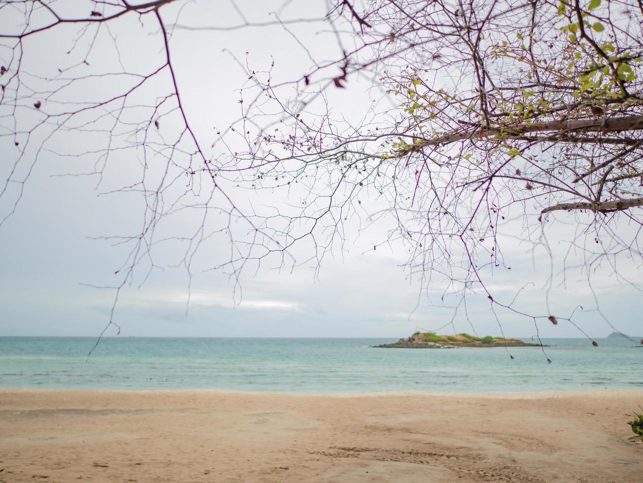 Beautiful Tree branch Nature beside tropical idyllic beach ocean and White cloud sky in vacation time photo