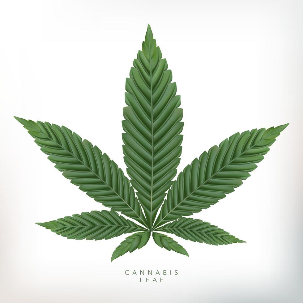 Vector Realistic Cannabis Leaf Illustration in Gray Background.