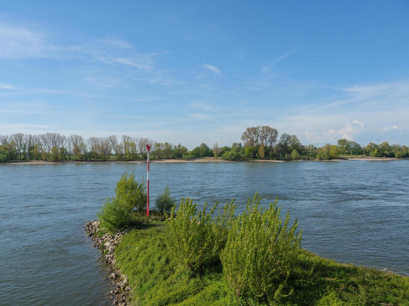 rees at the river rhine photo
