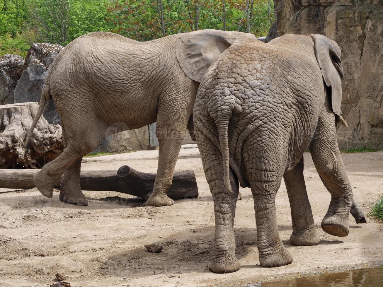 animals in the zoo photo