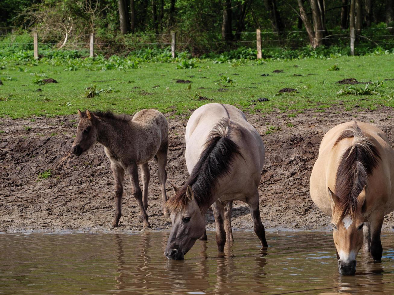 caballos salvajes en westfalia foto