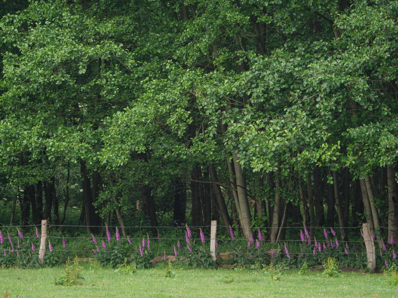 wild horses in germany photo