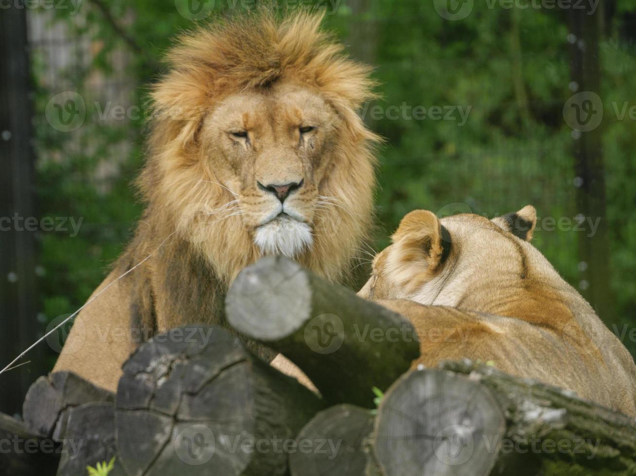 animales en el zoológico foto