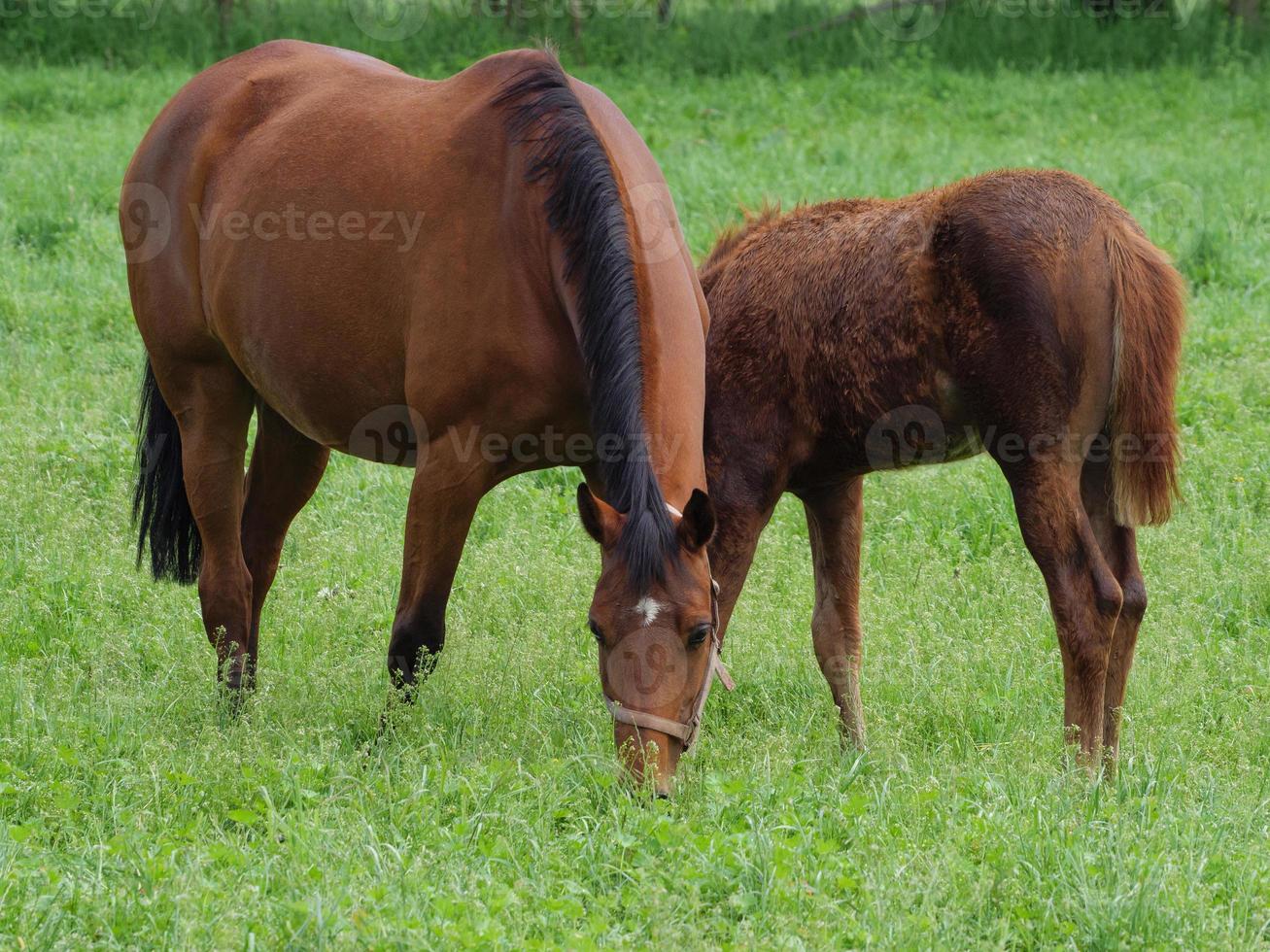 horses on a meadow in germany photo
