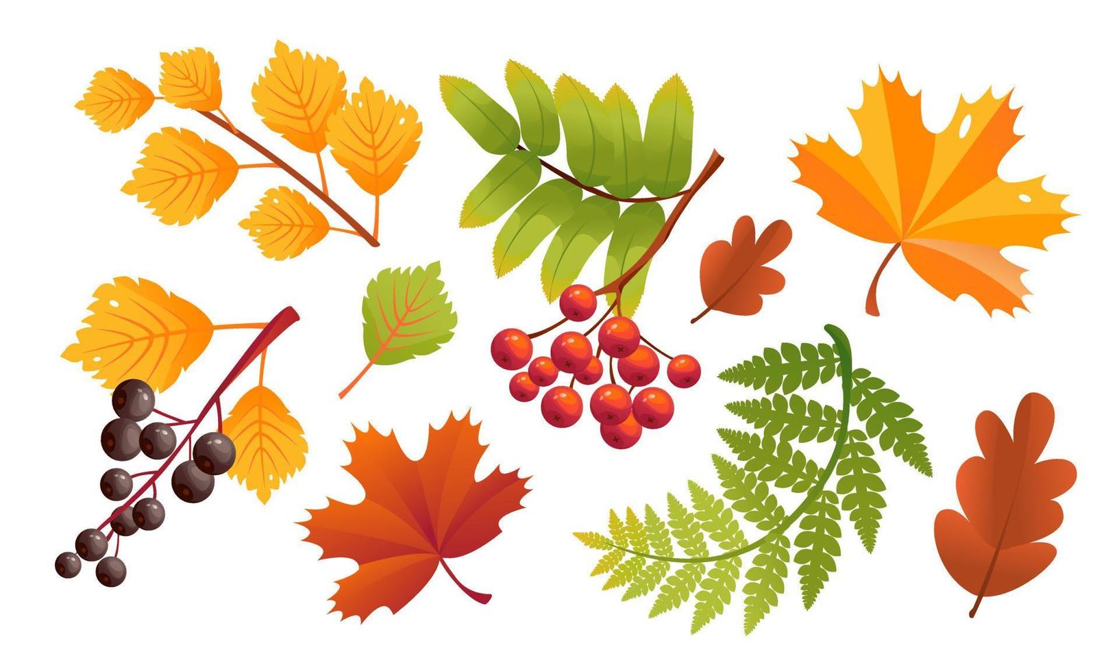 A set of colorful autumn leaves and berries isolated on a white background. Yellowed leaves. Cartoon vector illustration