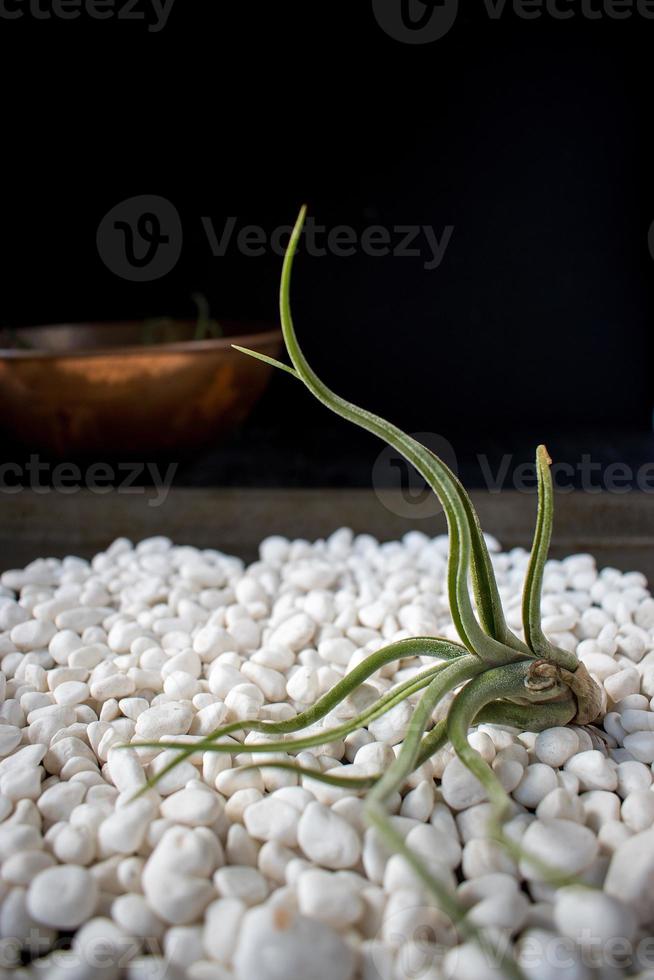 green succulent plant on white pebbles in desert zen setting photo