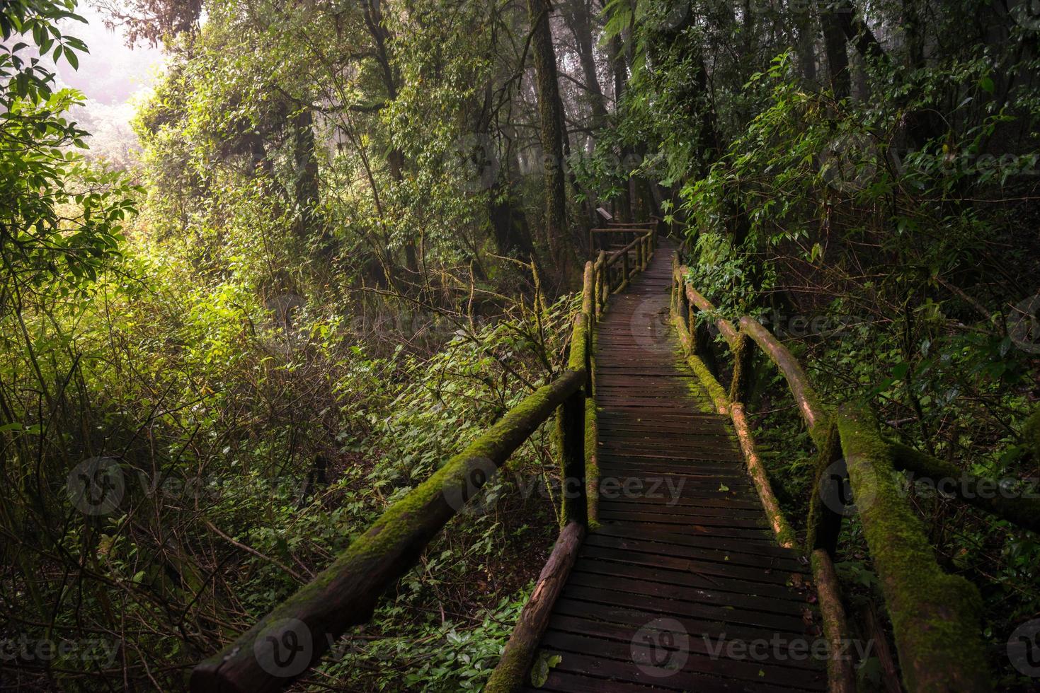 The wooden walk way in Ang Ka nature trails in Doi Inthanon the highest mountains in Chiang Mai province of Thailand. photo