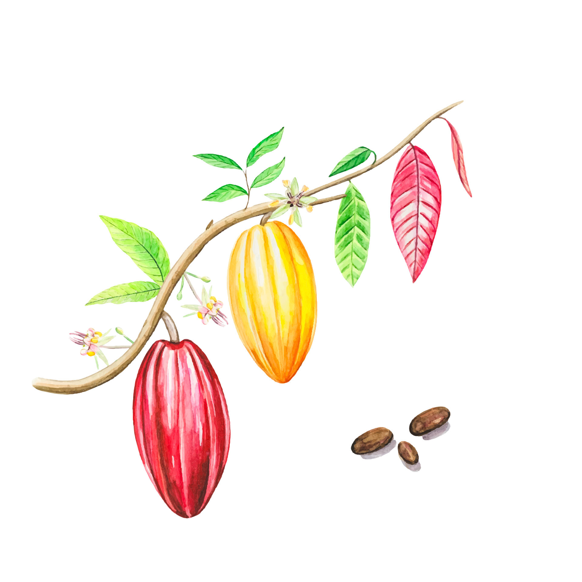 Watercolor fruits and cocoa leaves. Tropical Cacao tree, cocoa beans