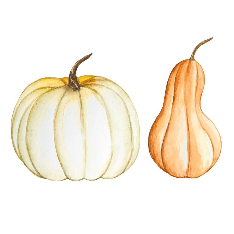 Hand drawn watercolor pumpkins, autumn illustration vector