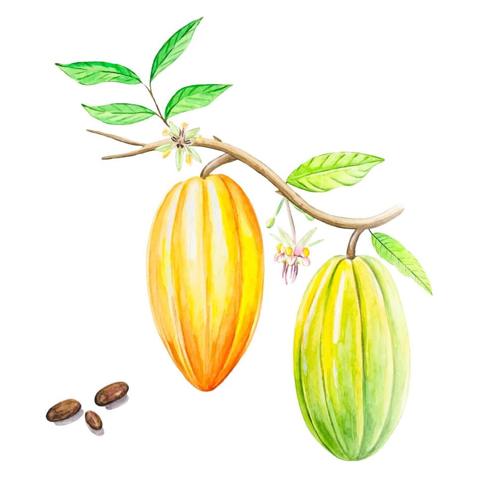Watercolor fruits and cocoa leaves. Tropical Cacao tree, cocoa beans vector