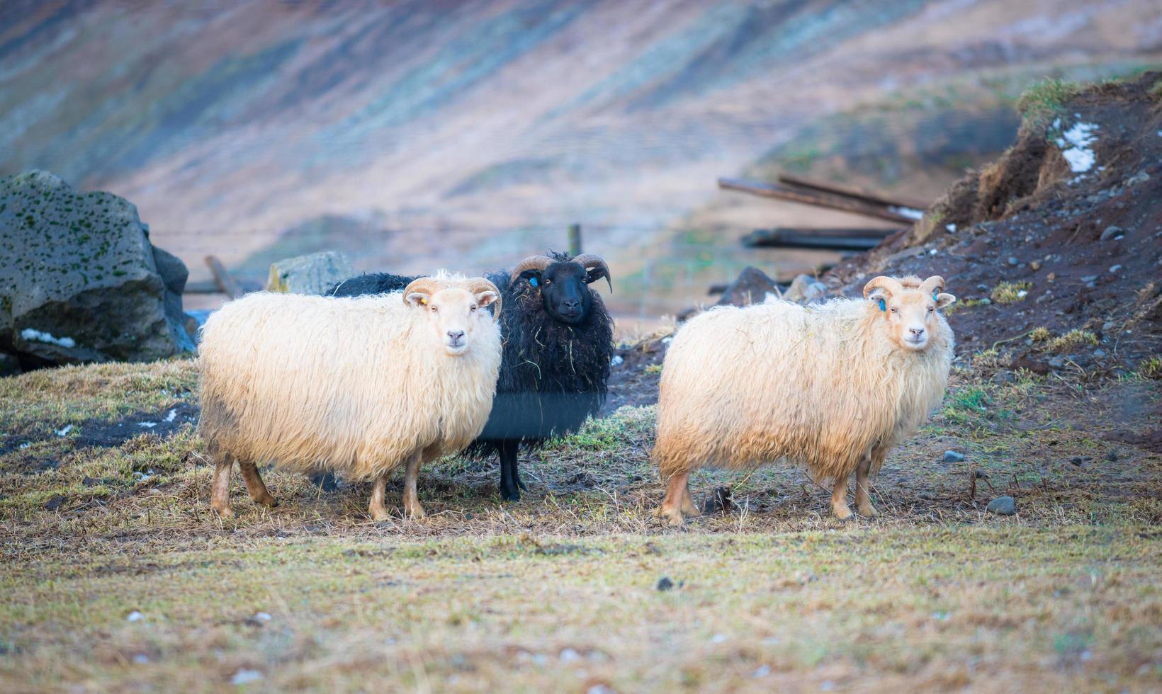 grupo de ovejas islandesas en el campo agrícola de islandia. La oveja islandesa es una de las razas de ovejas más puras del mundo. foto