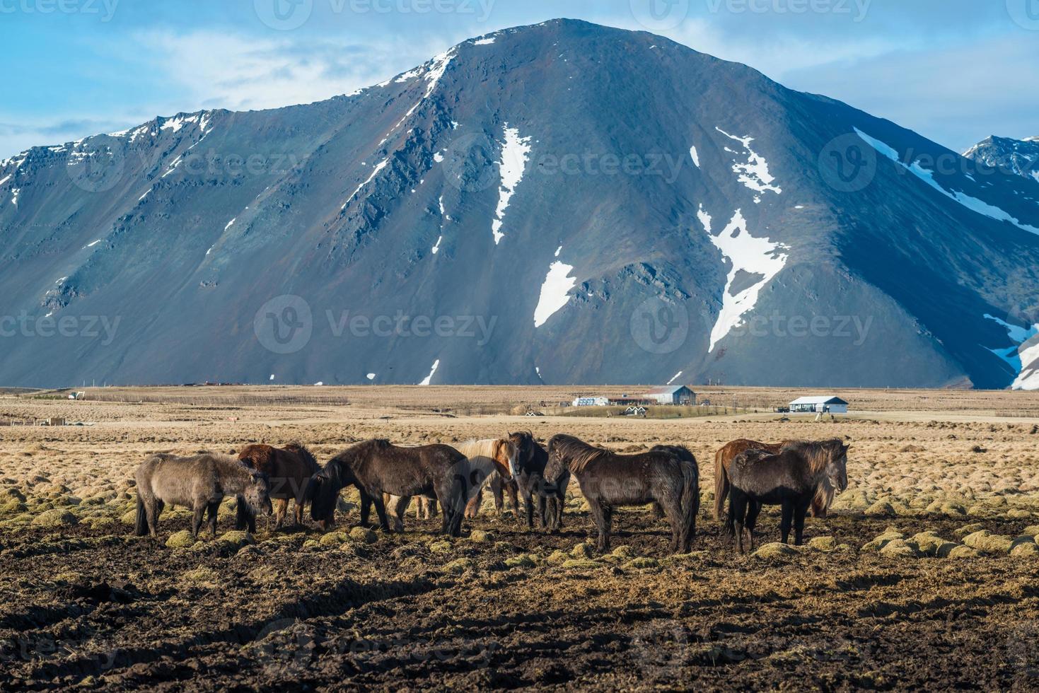 caballo islandés con el paisaje en islandia. El caballo islandés es una raza de caballos desarrollada en Islandia. foto